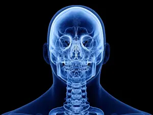 Spine Prints: 3d rendered medically accurate illustration of the human skull