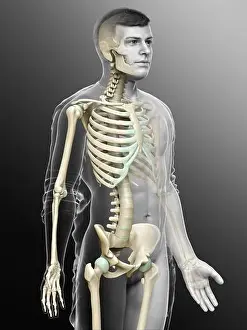 Foot Prints: 3d rendered, medically accurate illustration of a male skeleton system