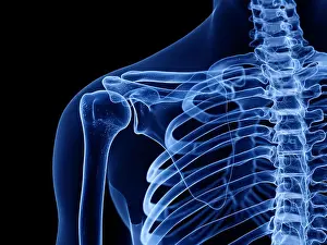 Anatomical Prints: 3d rendered medically accurate illustration of the skeletal shoulder