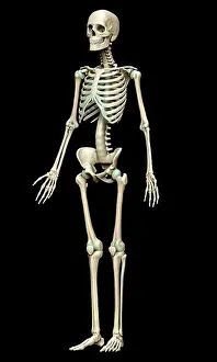 Foot Prints: 3d rendered, medically accurate illustration of the skeleton system