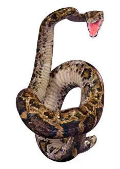 Constrictor Prints: 3D rendering of a Burmese python or Python bivittatus
