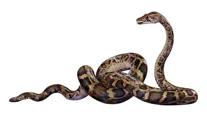 Constrictor Prints: 3D rendering of a Burmese python or Python bivittatus