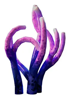 Anthozoa Prints: 3D rendering of a coral, a marine invertebrate isolated on white background