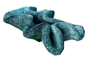 Anthozoa Prints: 3D rendering of a coral, a marine invertebrate isolated on white background