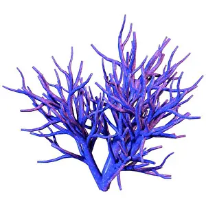 Anthozoa Prints: 3D rendering of a coral, a marine invertebrate isolated on white background