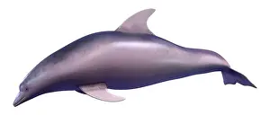 Flipper Prints: 3D rendering of a dolphin isolated on white background