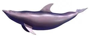Flipper Prints: 3D rendering of a dolphin isolated on white background