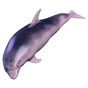 Flipper Prints: 3D rendering of a dolphin isolated on white background