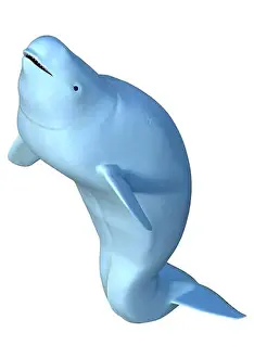 Beluga Prints: 3D rendering of a female beluga white whale isolated on white background