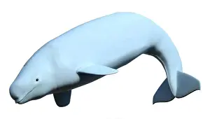 Beluga Prints: 3D rendering of a female beluga white whale isolated on white background
