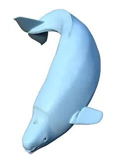 Beluga Prints: 3D rendering of a female beluga white whale isolated on white background