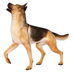 Shepherd Prints: 3D rendering of a German shepherd dog isolated on white background