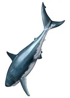 3D rendering of a great white shark isolated on white background