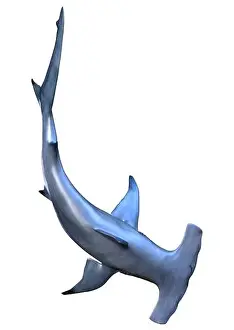 Hammerhead Prints: 3D rendering of a hammerhead shark isolated on white background