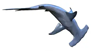 Hammerhead Prints: 3D rendering of a hammerhead shark isolated on white background