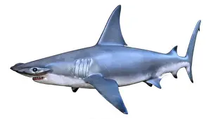 Shark Prints: 3D rendering of a hammerhead shark isolated on white background