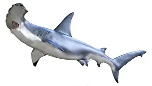 Shark Prints: 3D rendering of a hammerhead shark isolated on white background