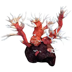 Anthozoa Prints: 3D rendering of a red octocorallia coral isolated on white background