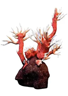 Anthozoa Prints: 3D rendering of a red octocorallia coral isolated on white background