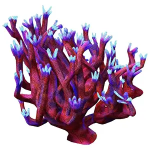 Staghorn Prints: 3D rendering of a red staghorn coral isolated on white background