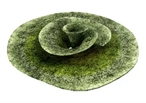 Anthozoa Prints: 3D rendering of a table coral, a marine invertebrate isolated on white background
