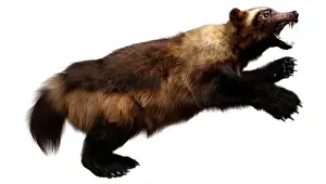 Wolverine Prints: 3D rendering of a wolverine animal isolated on white background