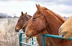 Noses Prints: 4 horses standing by a gate in a meadow on Wolfe Island, Ontario, Canada