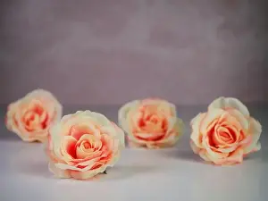 Home Décor Prints: 4 peach rose flower blooms sitting on a shiny white surface with a rose marble background
