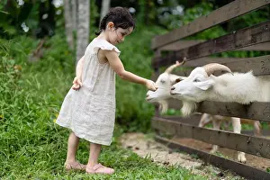 Pets Prints: 4-year-old girl feeding goats