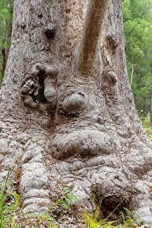 Western Australia Prints: 400 year old Grandma Tingle at Tingledale in the Walpole-Nornalup National Park near Walpole in the Shire of Denmark