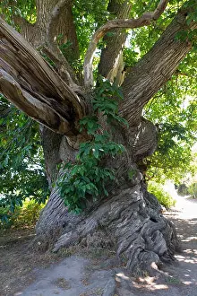 400 years old chestnut tree in Brittany, Morbihan, France