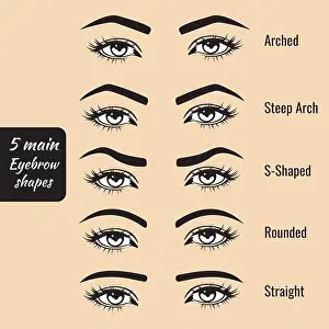 Eyebrow Prints: 5 basic eyebrow shape types vector illustration. Fashion female brow