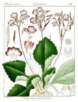 Nomenclature Prints: 531 Didymocarpus tomentosus Govindoo