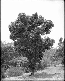 Eucalyptus Prints: 629 Eucalyptus trees, ca.1900 (CHS-5513)