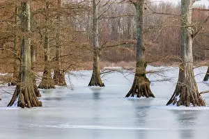 Cypress Trees Prints: 63895-18504 Cypress trees in winter Horseshoe Lake State Fish & Wildlife Area Alexander Co