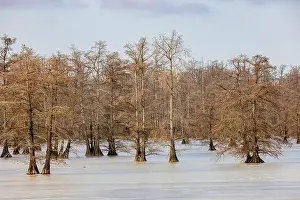Cypress Trees Prints: 63895-18515 Cypress trees in winter Horseshoe Lake State Fish & Wildlife Area Alexander Co