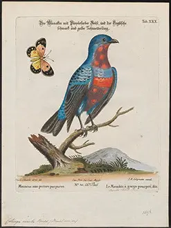 69 Cotinga cincta - 1700-1880 - Print - Iconographia Zoologica - Special Collections University of Amsterdam - UBA01 IZ16600073