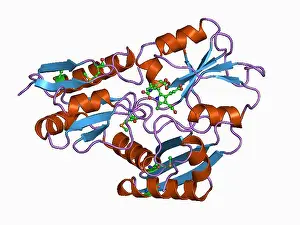 Inventory Prints: 7 PDB 1ah5 EBI