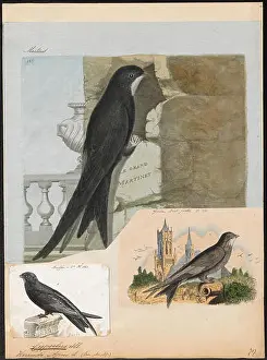 Zoological Prints: 74 Cypselus apus - 1790-1796 - Print - Iconographia Zoologica - Special Collections University of Amsterdam - UBA01