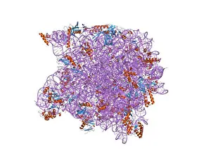 Metadata Prints: 81 PDB 1n8r EBI