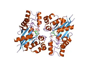 Educational Material Prints: 85 PDB 1nup EBI