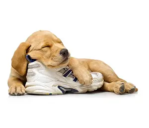 Exhausted Prints: 9 week old Labrador cross Golden Retriever puppy sleeping on a white running shoe on a white background