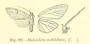 Zoological Prints: 936 Lophocampa endolobata