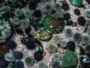 Underwater Photography Prints: Abalones, sea urchins, underwater, dive, Simon's Town, Cape Town, South Africa