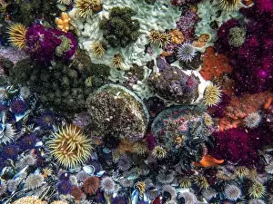 Underwater Photography Prints: Abalones, sea urchins, underwater, dive, Simon's Town, Cape Town, South Africa
