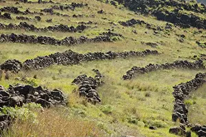 Slopes Prints: Abandoned cultivation terraces in Los Almacigos. Alajero. La Gomera. Canary Islands. Spain