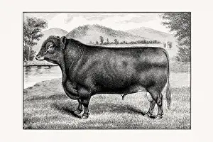 Livestock Art Prints: Aberdeen Angus Cattle. Antique cattle illustration of a bull from an 1887 livestock book