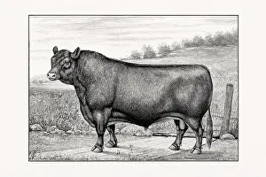 Livestock Art Prints: Aberdeen Angus Cattle. Antique cattle illustration of a bull from an 1887 livestock book