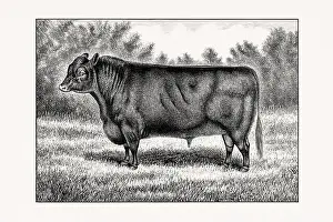 Livestock Art Prints: Aberdeen Angus Cattle. Antique cattle illustration of a bull from an 1887 livestock book