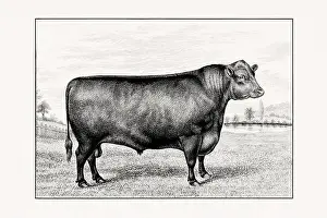 Livestock Art Prints: Aberdeen Angus Cattle. Antique cattle illustration of a bull from an 1887 livestock book